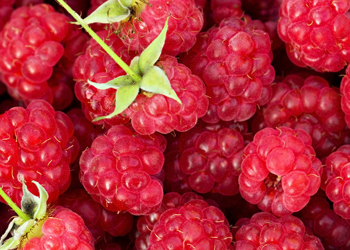 Os polifenóis da framboesa e doenças neurodegenerativas