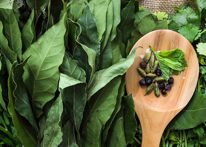 Compostos fenólicos podem atuar no combate a bactérias
