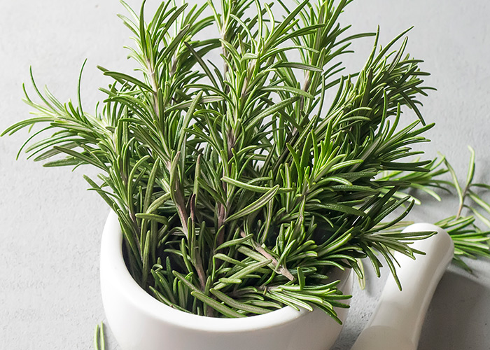 Novas estratégias para controle do Aedes