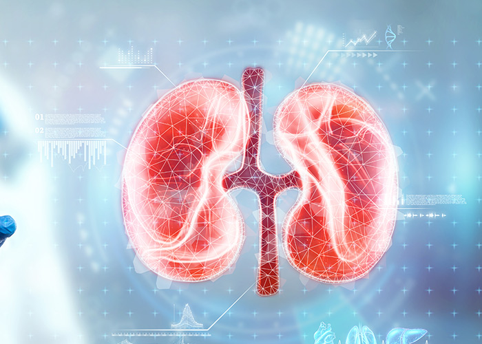 Rins são responsáveis pelo equilíbrio hídrico