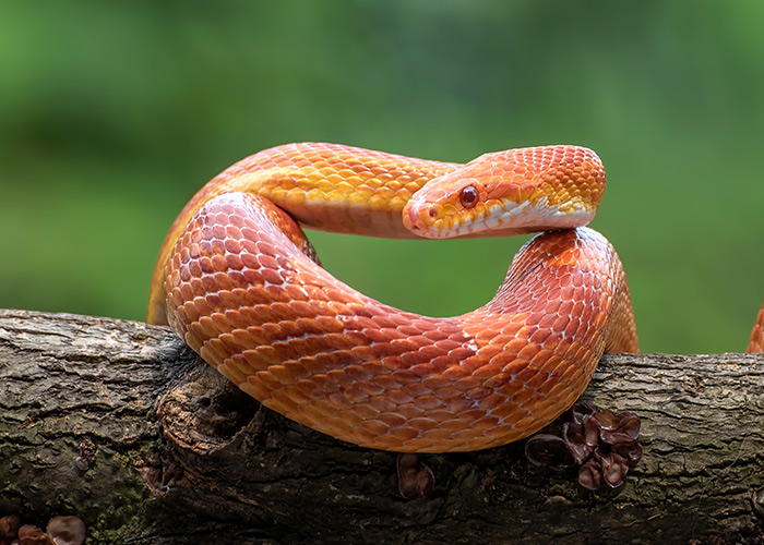 Novas estratégias antivenenos têm sido investigadas