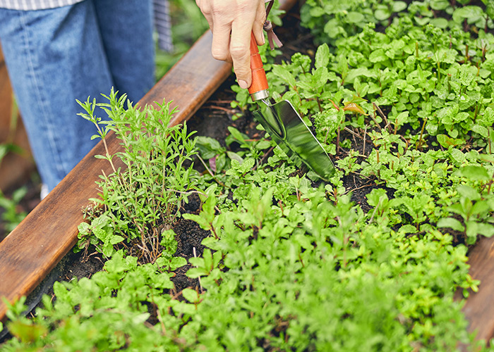 Cultivar várias espécies em casa