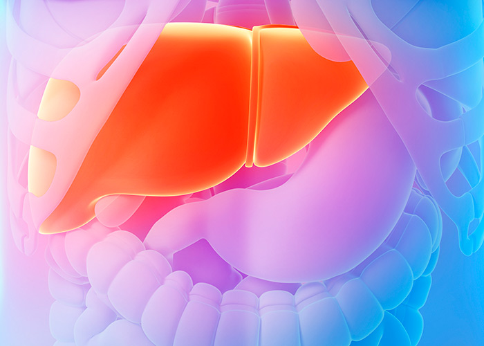 Enzima contribui para microbiota saudável
