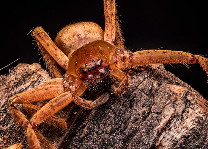 Soro antiveneno contra loxoscelismo
