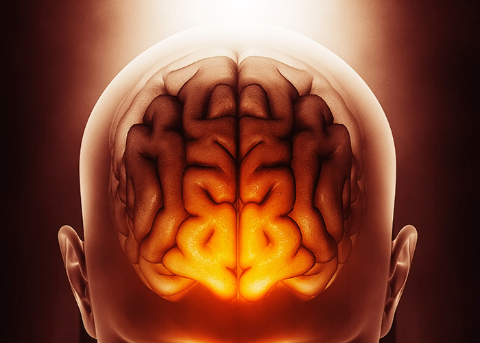 A estrutura cortical humana