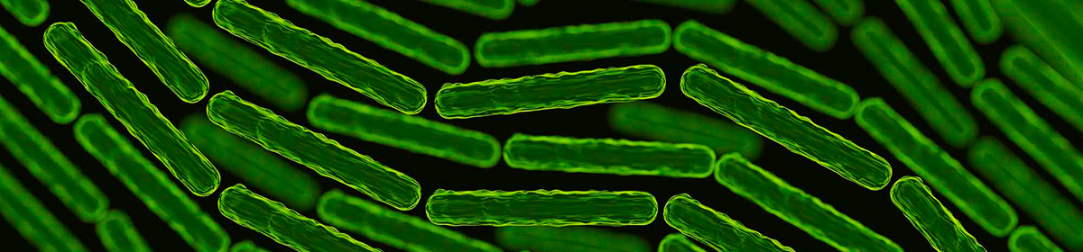 Equilíbrio das bactérias intestinais