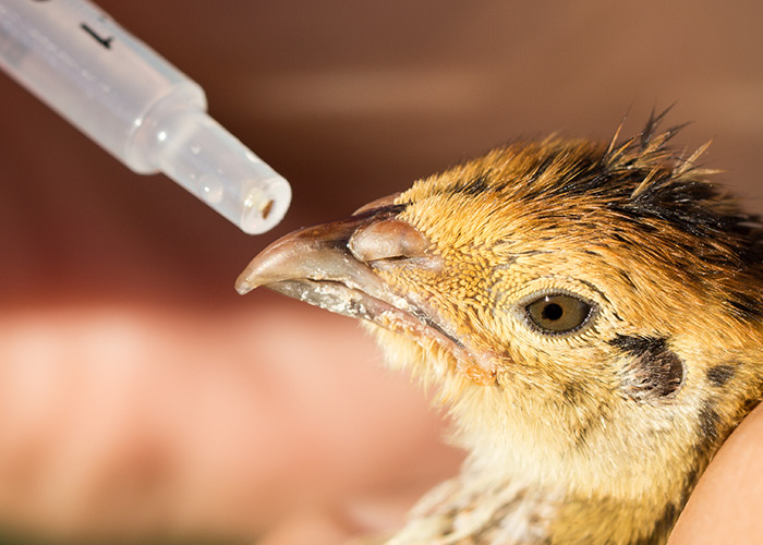 Crescimento geral das aves