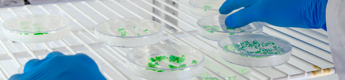 Caracterização de culturas probióticas