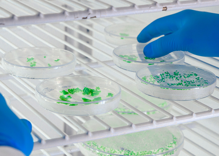 Caracterização de culturas probióticas