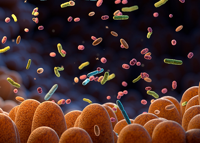 Bacteriocinas são peptídeos antimicrobianos