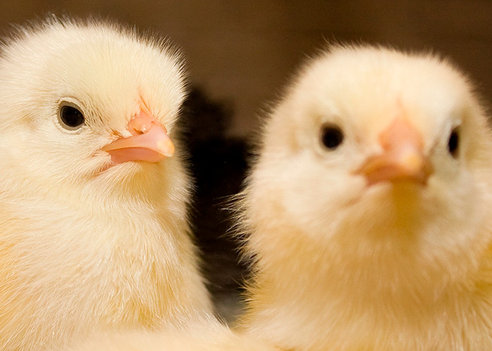 Enterite necrosante aviária