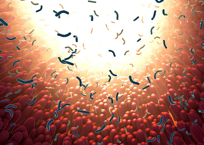 A imunossenescência é um processo de deterioração