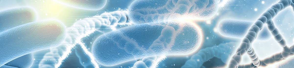 Lactobacillus casei Shirota