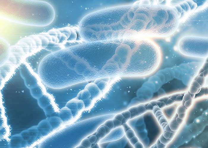 Lactobacillus casei Shirota