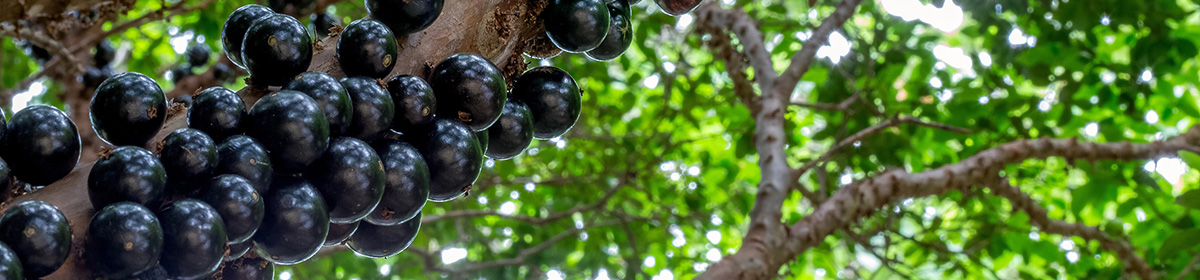 Extrato da casca da jabuticaba