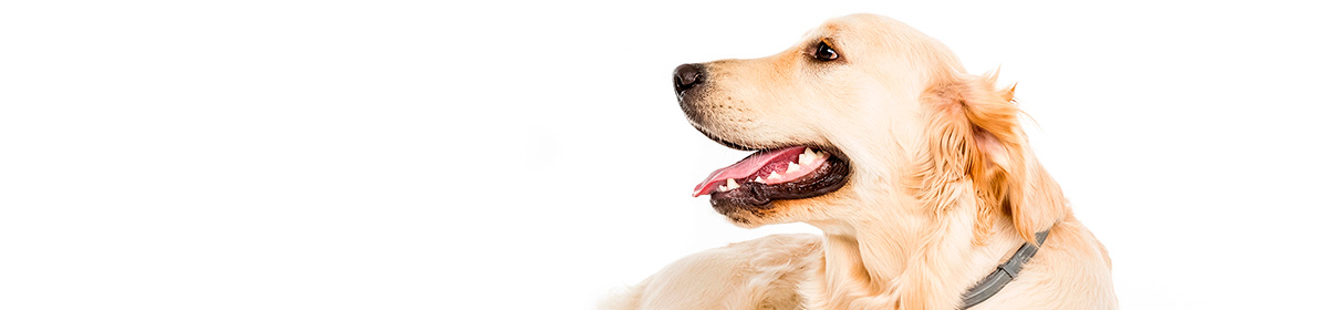 O poder farejador dos cães