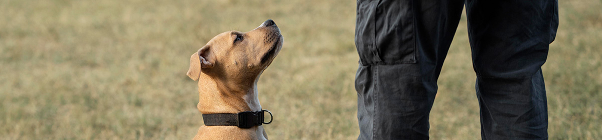 Cães farejadores e o vírus da Covid-19