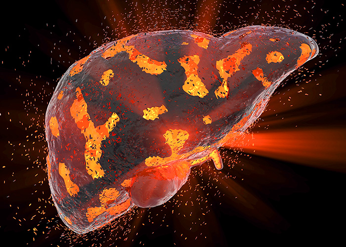 Fígado é um órgão vital