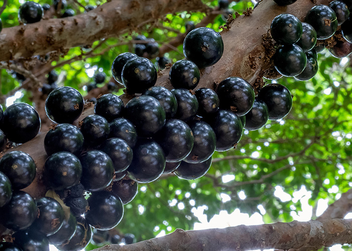 Extrato da casca da jabuticaba