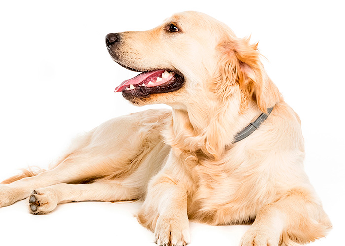 O poder farejador dos cães