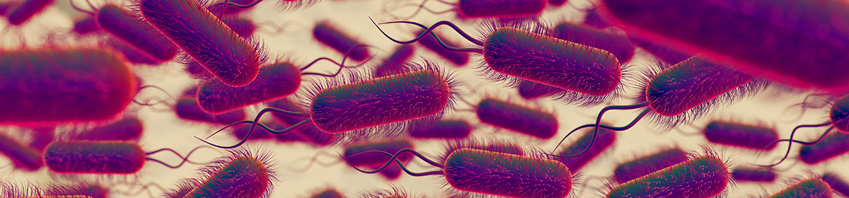 Microbiota intestinal