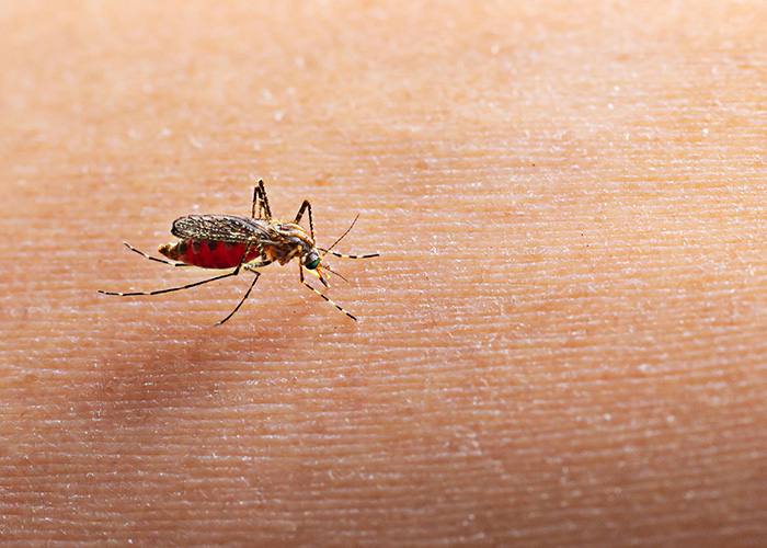 Proteína do vírus da dengue