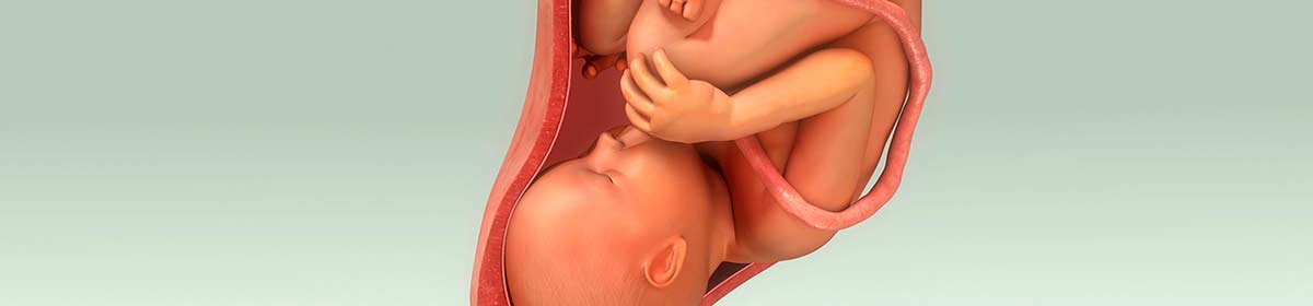 A placenta é uma membrana amniótica