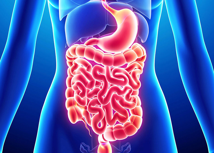 Função intestinal