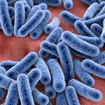 super-saudavel-mareia-da-edicao-deteccao-e-isolamento-do-LcS-nas-fezes-humanas Cepa probiótica