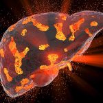 Fígado é um órgão vital