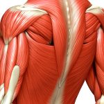 Tecidos musculoesqueléticos