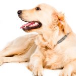 O poder farejador dos cães