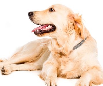 O poder farejador dos cães