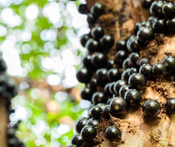 Casca da jabuticaba