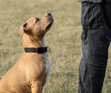 Cães farejadores e o vírus da Covid-19