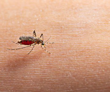 Proteína do vírus da dengue